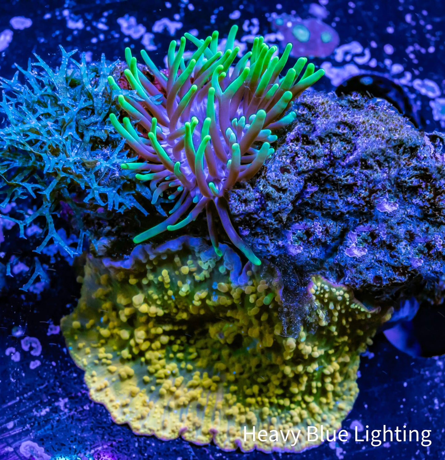 Corellamorph & Anemone - Wild Rock- Gold Rush Morph Coral, Toxic Green Tip Anemone and Blue Macro Algae WYSIWYG 6cm Corellamorph & Anemone - Wild Rock- Gold Rush Morph Coral, Toxic Green Tip Anemone and Blue Macro Algae WYSIWYG 6cm Animals & Pet Supplies Corellamorph & Anemone - Wild Rock- Gold Rush Morph Coral, Toxic Green Tip Anemone and Blue Macro Algae WYSIWYG 6cm Zeo Box Reef