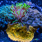 Corellamorph & Anemone - Wild Rock- Gold Rush Morph Coral, Toxic Green Tip Anemone and Blue Macro Algae WYSIWYG 6cm Corellamorph & Anemone - Wild Rock- Gold Rush Morph Coral, Toxic Green Tip Anemone and Blue Macro Algae WYSIWYG 6cm Animals & Pet Supplies Corellamorph & Anemone - Wild Rock- Gold Rush Morph Coral, Toxic Green Tip Anemone and Blue Macro Algae WYSIWYG 6cm Zeo Box Reef