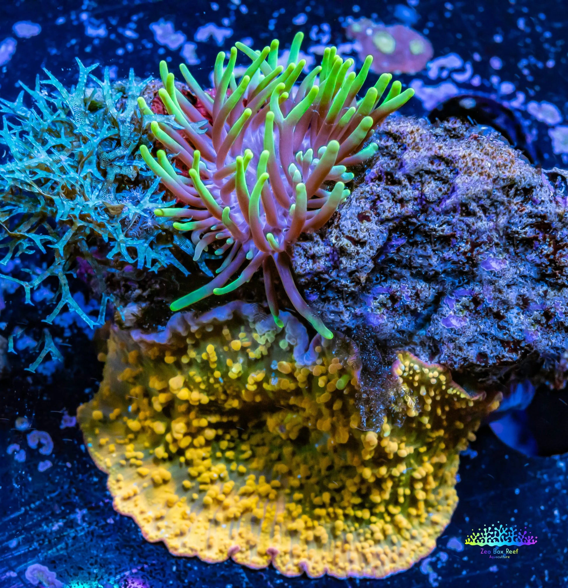 Corellamorph & Anemone - Wild Rock- Gold Rush Morph Coral, Toxic Green Tip Anemone and Blue Macro Algae WYSIWYG 6cm Corellamorph & Anemone - Wild Rock- Gold Rush Morph Coral, Toxic Green Tip Anemone and Blue Macro Algae WYSIWYG 6cm Animals & Pet Supplies Corellamorph & Anemone - Wild Rock- Gold Rush Morph Coral, Toxic Green Tip Anemone and Blue Macro Algae WYSIWYG 6cm Zeo Box Reef