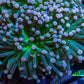 Cotton  Candy🍭 Torch Coral 6cm WYSIWYG E101B1 Cotton  Candy🍭 Torch Coral 6cm WYSIWYG E101B1 LPS Cotton  Candy🍭 Torch Coral 6cm WYSIWYG E101B1 Zeo Box Reef