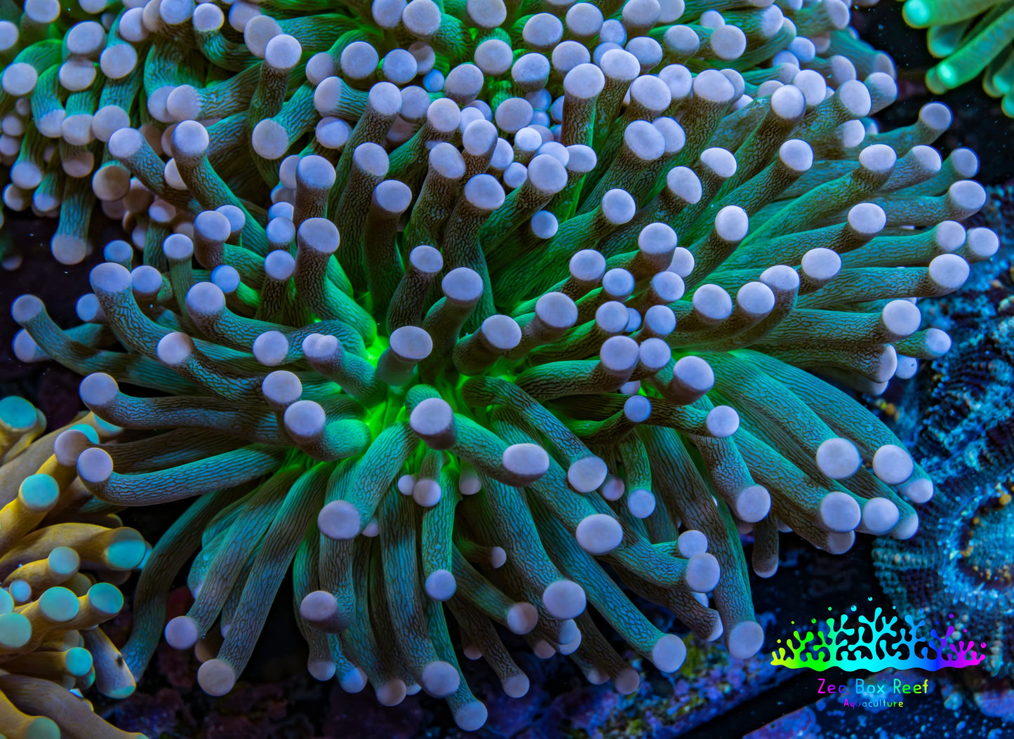 Cotton  Candy🍭 Torch Coral 6cm WYSIWYG E101B1 Cotton  Candy🍭 Torch Coral 6cm WYSIWYG E101B1 LPS Cotton  Candy🍭 Torch Coral 6cm WYSIWYG E101B1 Zeo Box Reef
