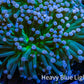 Cotton  Candy🍭 Torch Coral 6cm WYSIWYG E101B1 Cotton  Candy🍭 Torch Coral 6cm WYSIWYG E101B1 LPS Cotton  Candy🍭 Torch Coral 6cm WYSIWYG E101B1 Zeo Box Reef