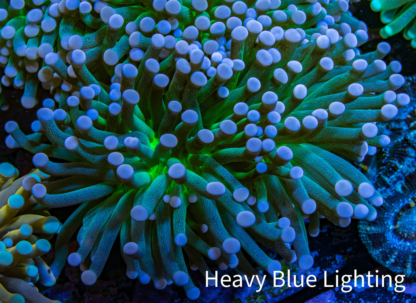 Cotton  Candy🍭 Torch Coral 6cm WYSIWYG E101B1 Cotton  Candy🍭 Torch Coral 6cm WYSIWYG E101B1 LPS Cotton  Candy🍭 Torch Coral 6cm WYSIWYG E101B1 Zeo Box Reef