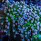 Cotton  Candy🍭 Torch Coral 6cm WYSIWYG E7B1 Cotton  Candy🍭 Torch Coral 6cm WYSIWYG E7B1 LPS Cotton  Candy🍭 Torch Coral 6cm WYSIWYG E7B1 Zeo Box Reef
