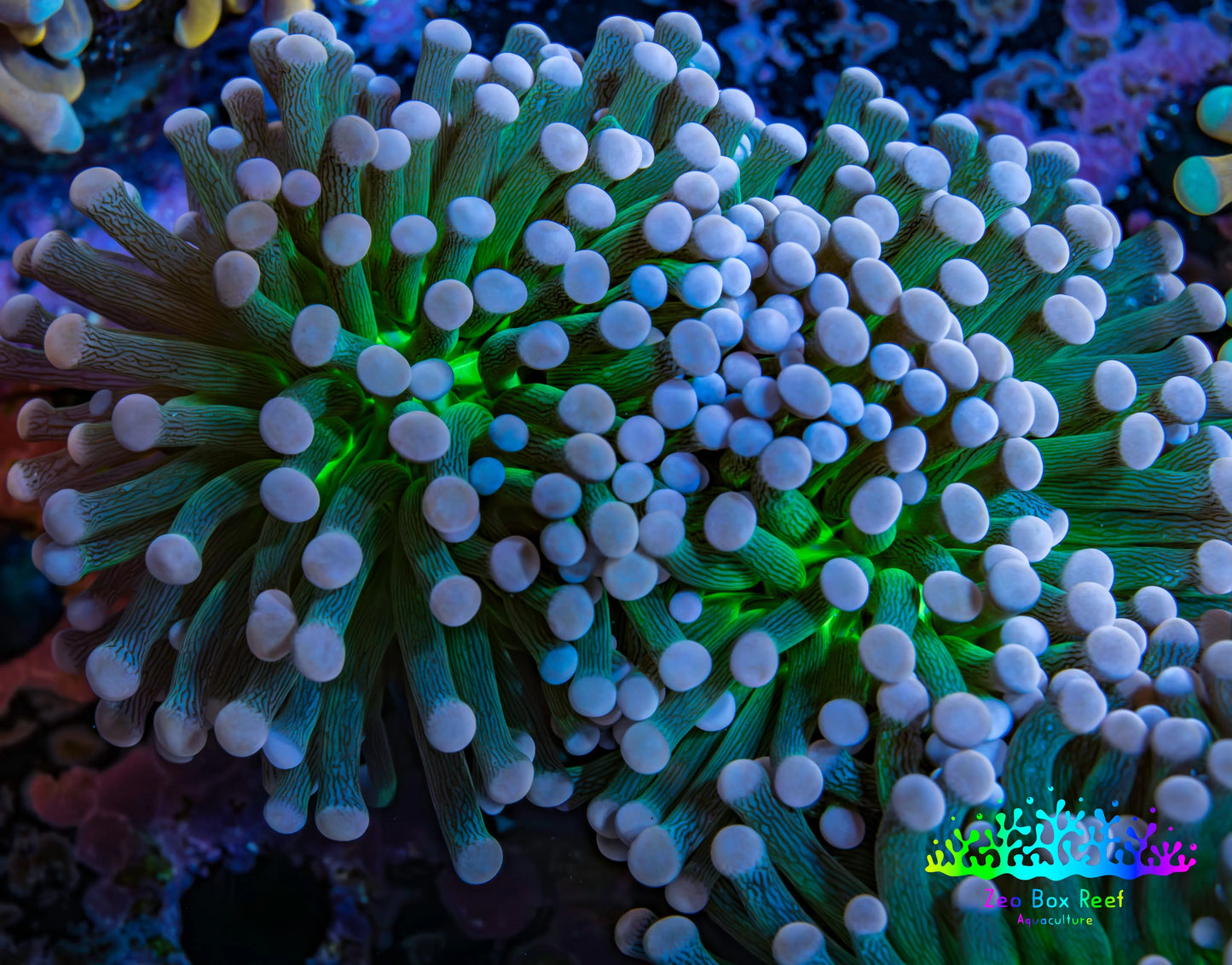 Cotton  Candy🍭 Torch Coral 6cm WYSIWYG E7B1 Cotton  Candy🍭 Torch Coral 6cm WYSIWYG E7B1 LPS Cotton  Candy🍭 Torch Coral 6cm WYSIWYG E7B1 Zeo Box Reef