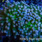 Cotton  Candy🍭 Torch Coral 6cm WYSIWYG E7B1 Cotton  Candy🍭 Torch Coral 6cm WYSIWYG E7B1 LPS Cotton  Candy🍭 Torch Coral 6cm WYSIWYG E7B1 Zeo Box Reef
