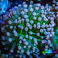Cotton  Candy🍭 Torch Coral 6cm WYSIWYG E8B1 Cotton  Candy🍭 Torch Coral 6cm WYSIWYG E8B1 LPS Cotton  Candy🍭 Torch Coral 6cm WYSIWYG E8B1 Zeo Box Reef