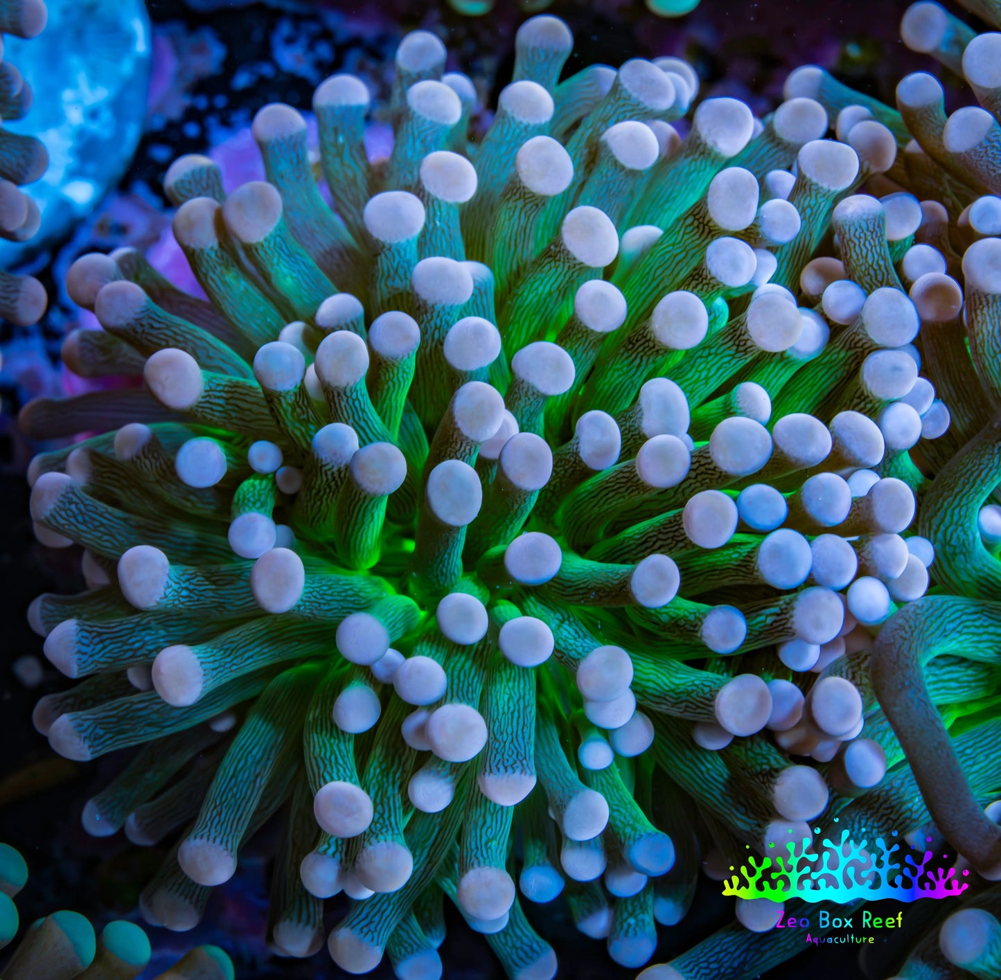 Cotton  Candy🍭 Torch Coral 6cm WYSIWYG E8B1 Cotton  Candy🍭 Torch Coral 6cm WYSIWYG E8B1 LPS Cotton  Candy🍭 Torch Coral 6cm WYSIWYG E8B1 Zeo Box Reef