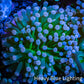 Cotton  Candy🍭 Torch Coral 6cm WYSIWYG E8B1 Cotton  Candy🍭 Torch Coral 6cm WYSIWYG E8B1 LPS Cotton  Candy🍭 Torch Coral 6cm WYSIWYG E8B1 Zeo Box Reef