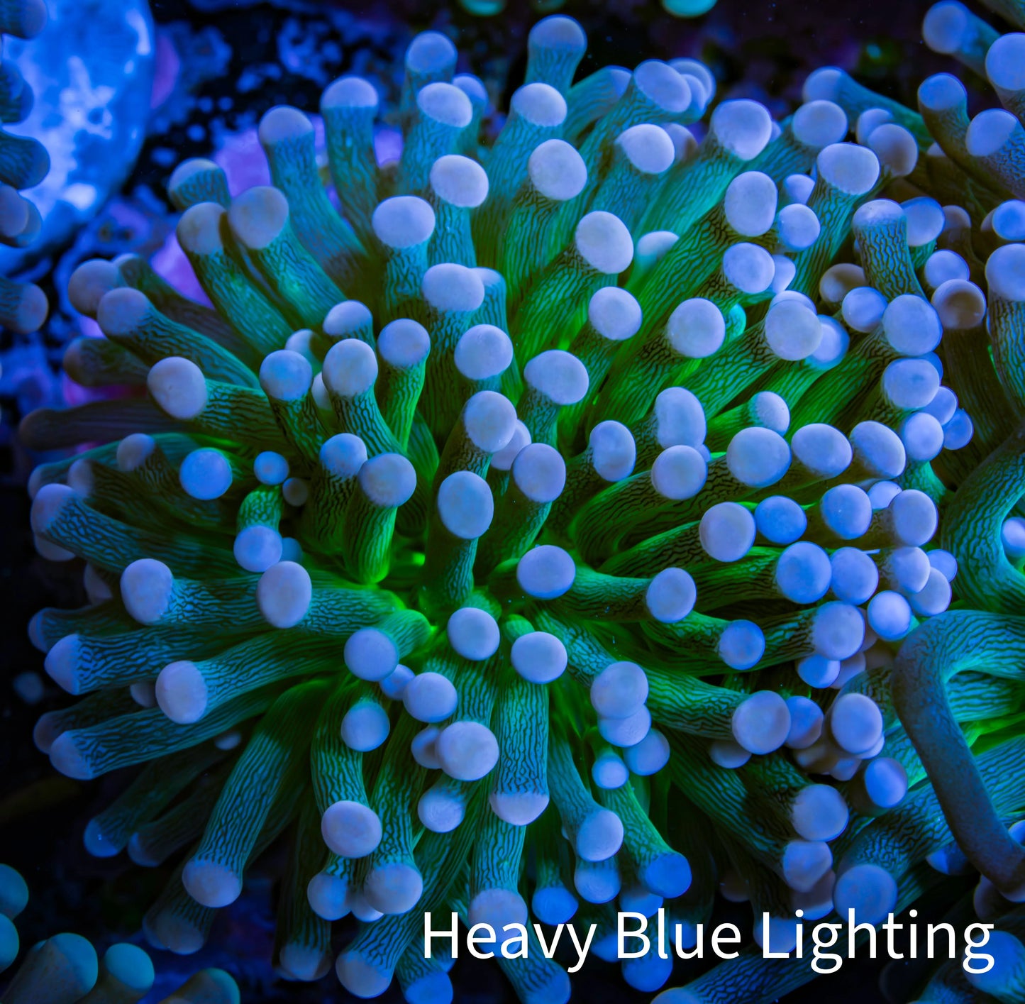 Cotton  Candy🍭 Torch Coral 6cm WYSIWYG E8B1 Cotton  Candy🍭 Torch Coral 6cm WYSIWYG E8B1 LPS Cotton  Candy🍭 Torch Coral 6cm WYSIWYG E8B1 Zeo Box Reef