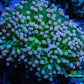 Cotton  Candy🍭 Torch Coral 6cm WYSIWYG E8R1B1 Cotton  Candy🍭 Torch Coral 6cm WYSIWYG E8R1B1 LPS Cotton  Candy🍭 Torch Coral 6cm WYSIWYG E8R1B1 Zeo Box Reef
