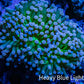 Cotton  Candy🍭 Torch Coral 6cm WYSIWYG E8R1B1 Cotton  Candy🍭 Torch Coral 6cm WYSIWYG E8R1B1 LPS Cotton  Candy🍭 Torch Coral 6cm WYSIWYG E8R1B1 Zeo Box Reef