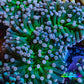 Cotton  Candy🍭 Torch Coral 6cm WYSIWYG E9B1 Cotton  Candy🍭 Torch Coral 6cm WYSIWYG E9B1 LPS Cotton  Candy🍭 Torch Coral 6cm WYSIWYG E9B1 Zeo Box Reef