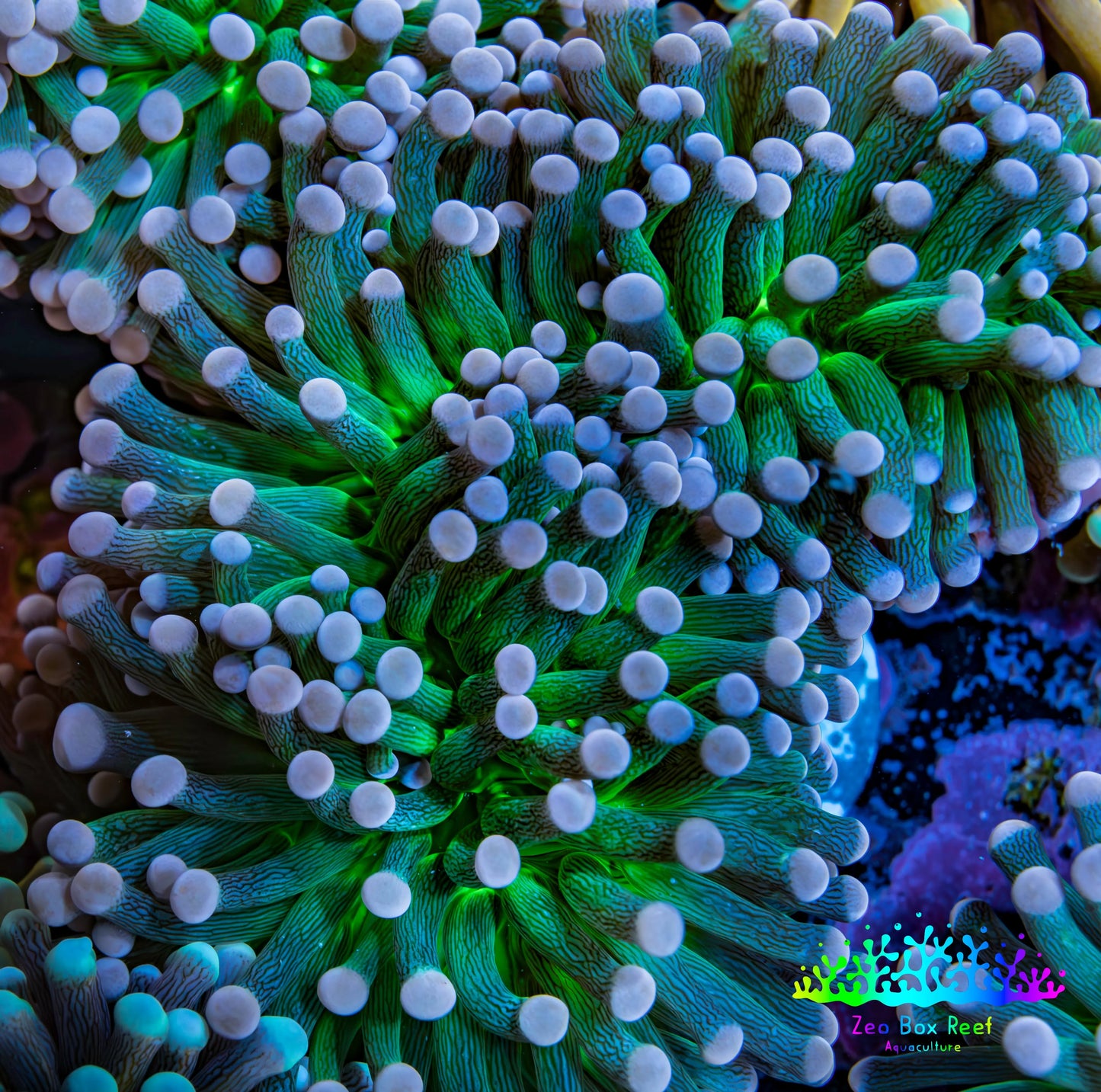 Cotton  Candy🍭 Torch Coral 6cm WYSIWYG E9B1 Cotton  Candy🍭 Torch Coral 6cm WYSIWYG E9B1 LPS Cotton  Candy🍭 Torch Coral 6cm WYSIWYG E9B1 Zeo Box Reef