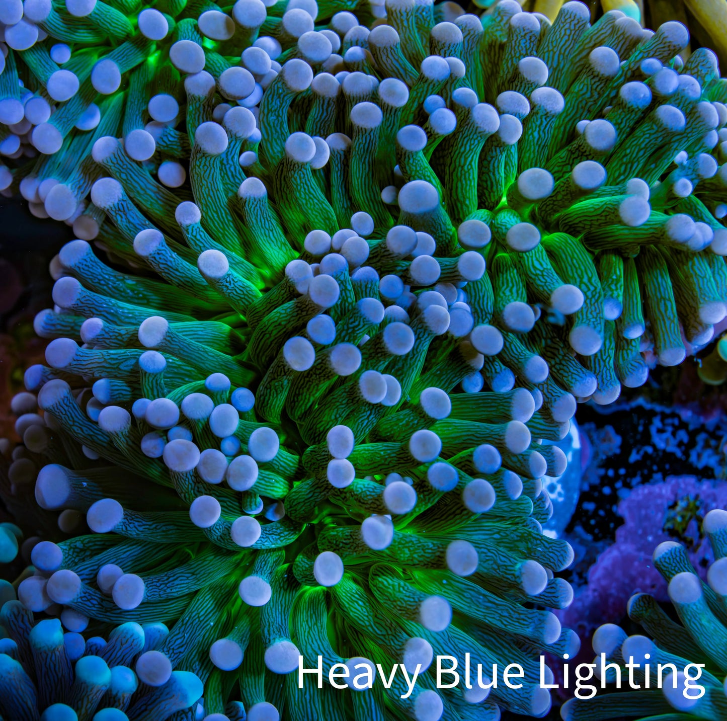Cotton  Candy🍭 Torch Coral 6cm WYSIWYG E9B1 Cotton  Candy🍭 Torch Coral 6cm WYSIWYG E9B1 LPS Cotton  Candy🍭 Torch Coral 6cm WYSIWYG E9B1 Zeo Box Reef
