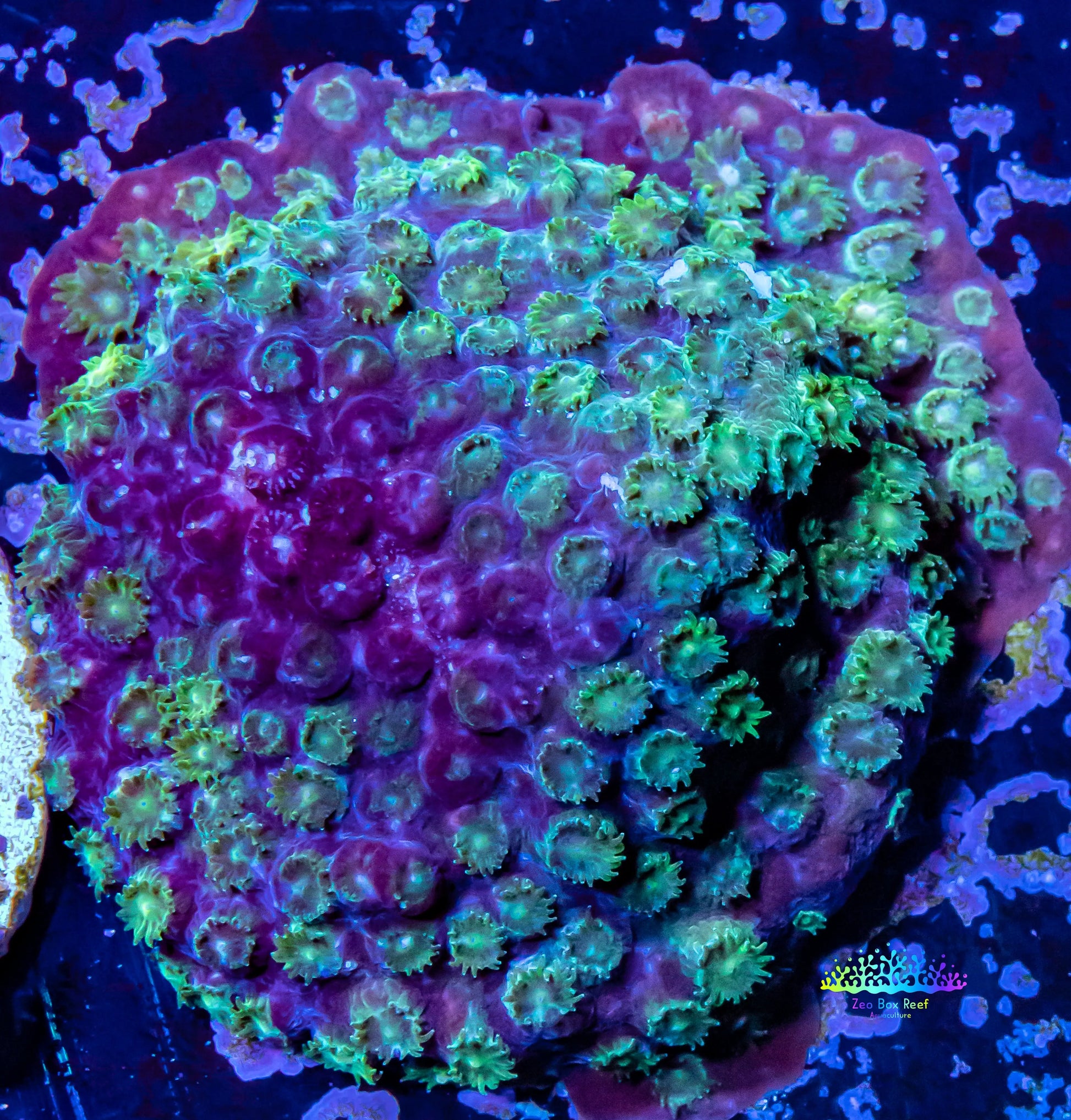 Cyphastrea -  Frag WYSIWYG Cyphastrea -  Frag WYSIWYG SPS Cyphastrea -  Frag WYSIWYG Zeo Box Reef