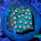 Cyphastrea Coral -  Frag WYSIWYG Cyphastrea Coral -  Frag WYSIWYG SPS Cyphastrea Coral -  Frag WYSIWYG Zeo Box Reef