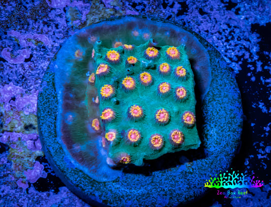 Cyphastrea Coral -  Frag WYSIWYG Cyphastrea Coral -  Frag WYSIWYG SPS Cyphastrea Coral -  Frag WYSIWYG Zeo Box Reef