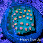 Cyphastrea Coral -  Frag WYSIWYG Cyphastrea Coral -  Frag WYSIWYG SPS Cyphastrea Coral -  Frag WYSIWYG Zeo Box Reef