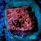 Cyphastrea Coral -  Frag WYSIWYG Cyphastrea Coral -  Frag WYSIWYG SPS Cyphastrea Coral -  Frag WYSIWYG Zeo Box Reef