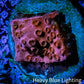 Cyphastrea Coral -  Frag WYSIWYG Cyphastrea Coral -  Frag WYSIWYG SPS Cyphastrea Coral -  Frag WYSIWYG Zeo Box Reef