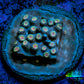 Cyphastrea Coral -  Frag WYSIWYG Cyphastrea Coral -  Frag WYSIWYG SPS Cyphastrea Coral -  Frag WYSIWYG Zeo Box Reef