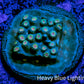 Cyphastrea Coral -  Frag WYSIWYG Cyphastrea Coral -  Frag WYSIWYG SPS Cyphastrea Coral -  Frag WYSIWYG Zeo Box Reef