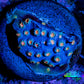Cyphastrea Coral -  Frag WYSIWYG Cyphastrea Coral -  Frag WYSIWYG SPS Cyphastrea Coral -  Frag WYSIWYG Zeo Box Reef