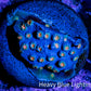 Cyphastrea Coral -  Frag WYSIWYG Cyphastrea Coral -  Frag WYSIWYG SPS Cyphastrea Coral -  Frag WYSIWYG Zeo Box Reef