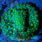 Cyphastrea Coral -  Frag WYSIWYG Cyphastrea Coral -  Frag WYSIWYG SPS Cyphastrea Coral -  Frag WYSIWYG Zeo Box Reef