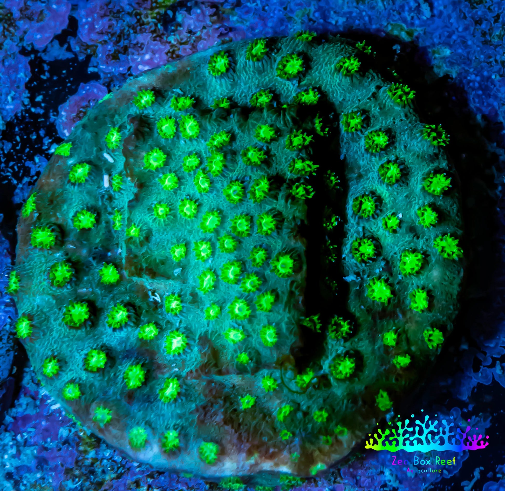Cyphastrea Coral -  Frag WYSIWYG Cyphastrea Coral -  Frag WYSIWYG SPS Cyphastrea Coral -  Frag WYSIWYG Zeo Box Reef