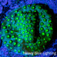 Cyphastrea Coral -  Frag WYSIWYG Cyphastrea Coral -  Frag WYSIWYG SPS Cyphastrea Coral -  Frag WYSIWYG Zeo Box Reef