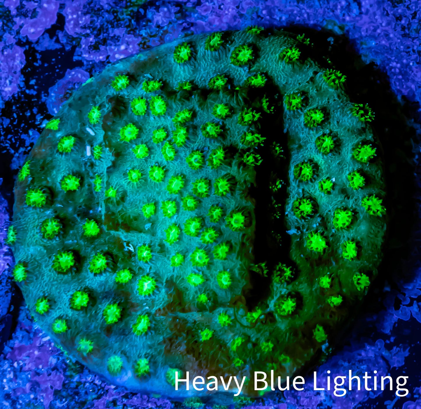 Cyphastrea Coral -  Frag WYSIWYG Cyphastrea Coral -  Frag WYSIWYG SPS Cyphastrea Coral -  Frag WYSIWYG Zeo Box Reef