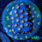 Cyphastrea Coral -  Frag WYSIWYG Cyphastrea Coral -  Frag WYSIWYG SPS Cyphastrea Coral -  Frag WYSIWYG Zeo Box Reef