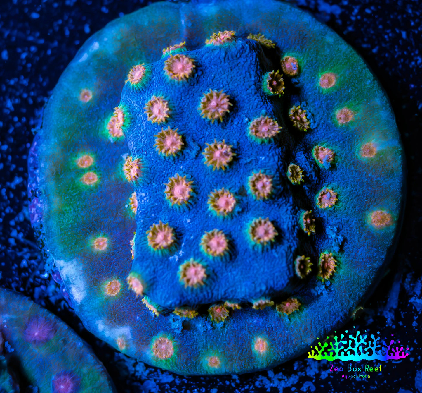 Cyphastrea Coral -  Frag WYSIWYG Cyphastrea Coral -  Frag WYSIWYG SPS Cyphastrea Coral -  Frag WYSIWYG Zeo Box Reef