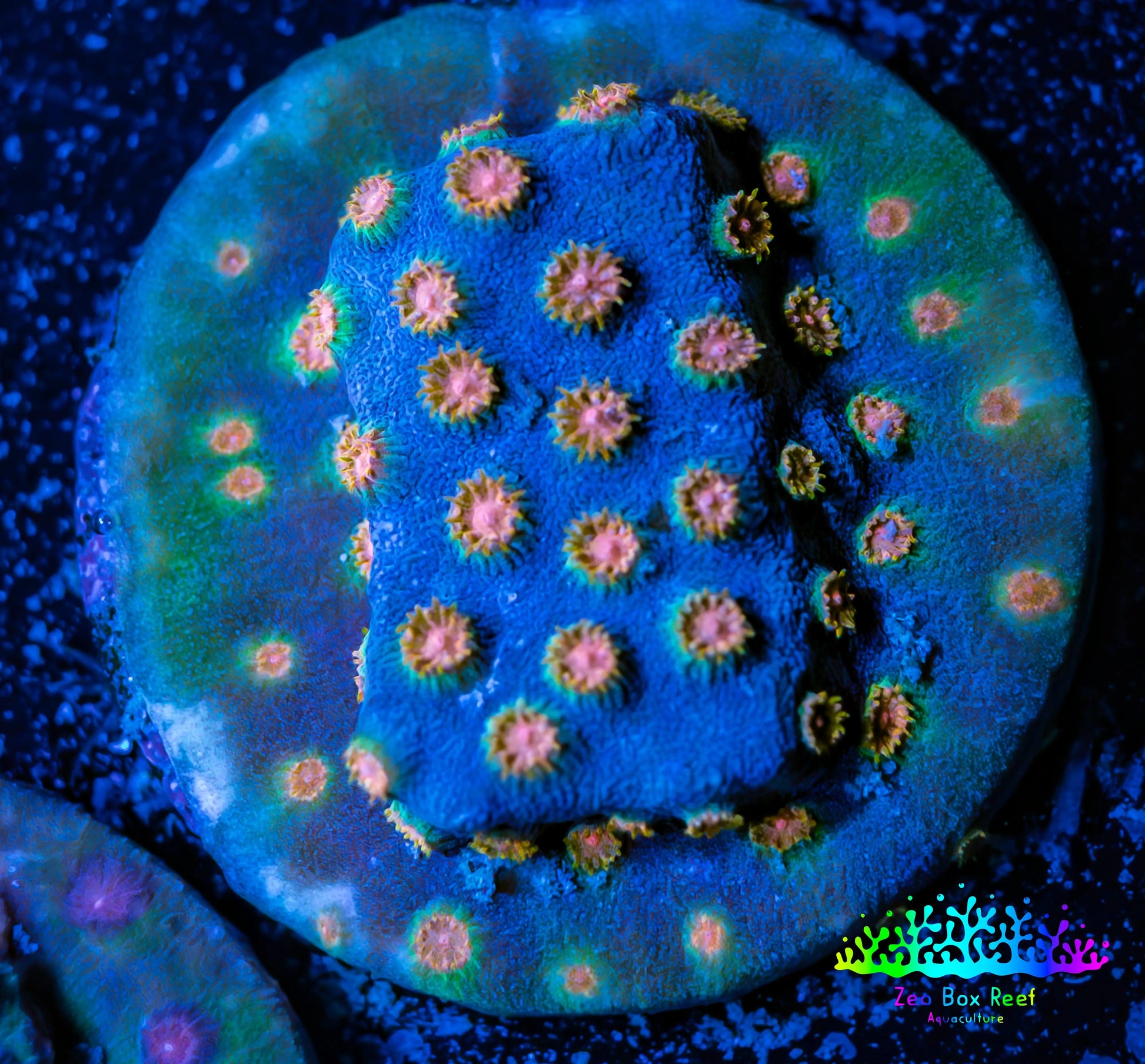 Cyphastrea Coral -  Frag WYSIWYG Cyphastrea Coral -  Frag WYSIWYG SPS Cyphastrea Coral -  Frag WYSIWYG Zeo Box Reef