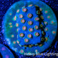 Cyphastrea Coral -  Frag WYSIWYG Cyphastrea Coral -  Frag WYSIWYG SPS Cyphastrea Coral -  Frag WYSIWYG Zeo Box Reef