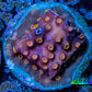 Cyphastrea Coral -  Frag WYSIWYG Cyphastrea Coral -  Frag WYSIWYG SPS Cyphastrea Coral -  Frag WYSIWYG Zeo Box Reef