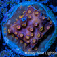 Cyphastrea Coral -  Frag WYSIWYG Cyphastrea Coral -  Frag WYSIWYG SPS Cyphastrea Coral -  Frag WYSIWYG Zeo Box Reef