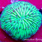 Disc Coral-  Fungia Coral  WYSIWYG 2.5cm Disc Coral-  Fungia Coral  WYSIWYG 2.5cm LPS Disc Coral-  Fungia Coral  WYSIWYG 2.5cm Zeo Box Reef