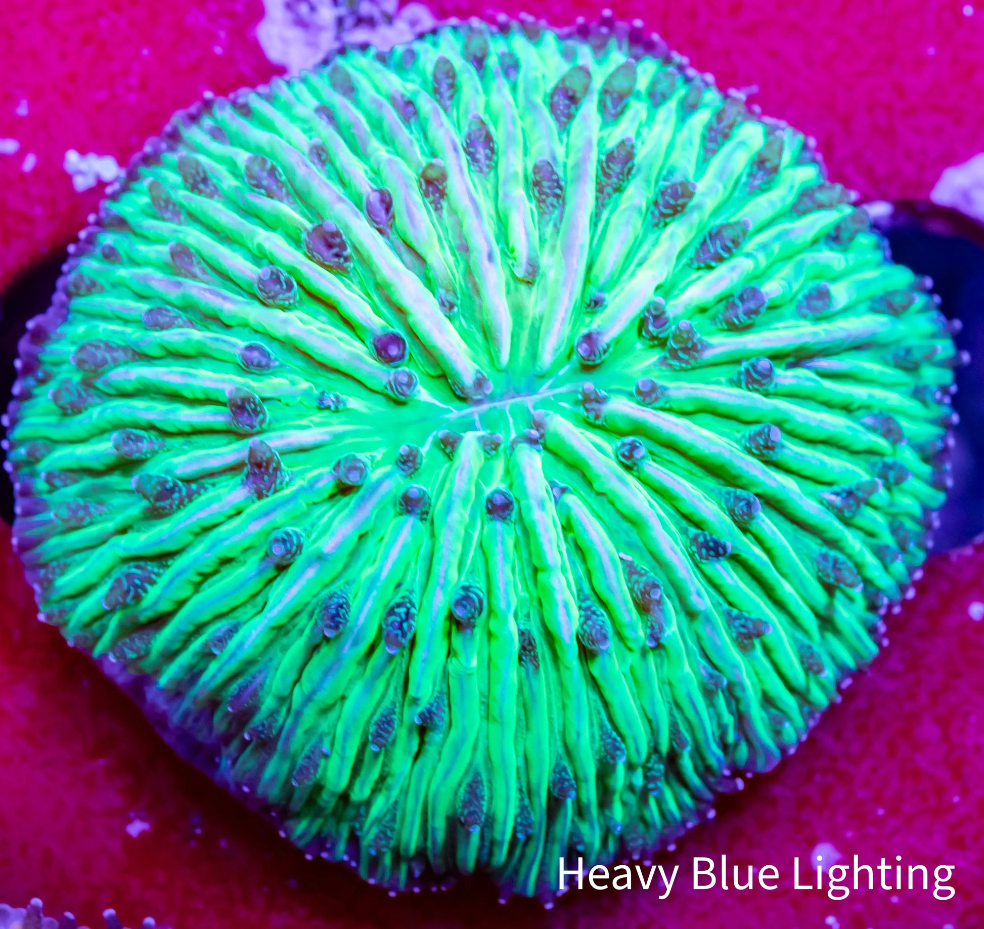 Disc Coral-  Fungia Coral  WYSIWYG 2.5cm Disc Coral-  Fungia Coral  WYSIWYG 2.5cm LPS Disc Coral-  Fungia Coral  WYSIWYG 2.5cm Zeo Box Reef