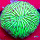 Disc Coral-  Fungia Coral  WYSIWYG 2.5cm Disc Coral-  Fungia Coral  WYSIWYG 2.5cm LPS Disc Coral-  Fungia Coral  WYSIWYG 2.5cm Zeo Box Reef