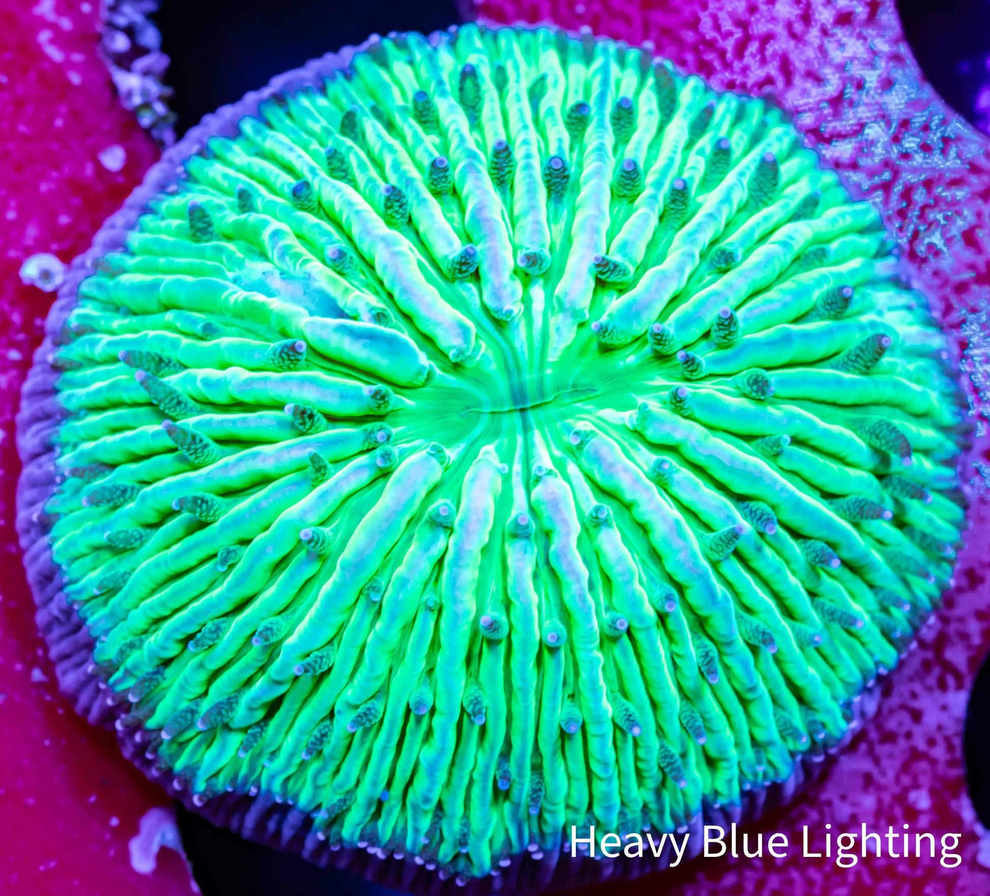 Disc Coral-  Fungia Coral  WYSIWYG 2.5cm Disc Coral-  Fungia Coral  WYSIWYG 2.5cm LPS Disc Coral-  Fungia Coral  WYSIWYG 2.5cm Zeo Box Reef