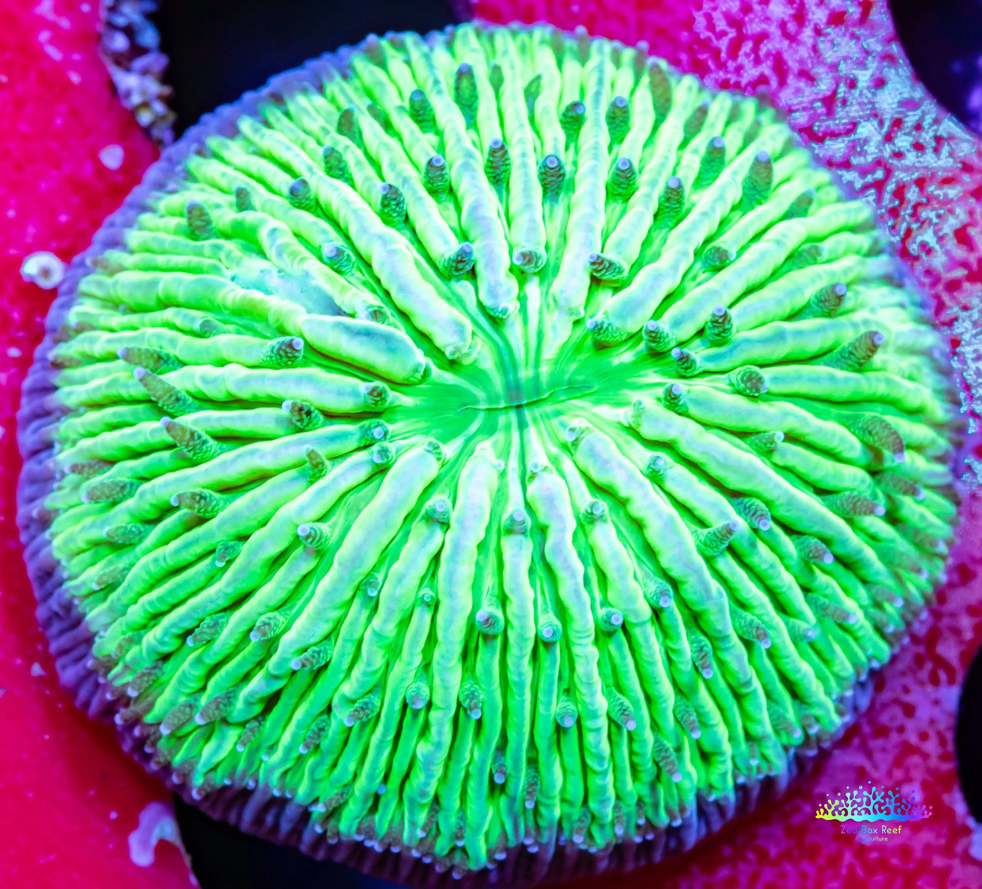 Disc Coral-  Fungia Coral  WYSIWYG 2.5cm Disc Coral-  Fungia Coral  WYSIWYG 2.5cm LPS Disc Coral-  Fungia Coral  WYSIWYG 2.5cm Zeo Box Reef