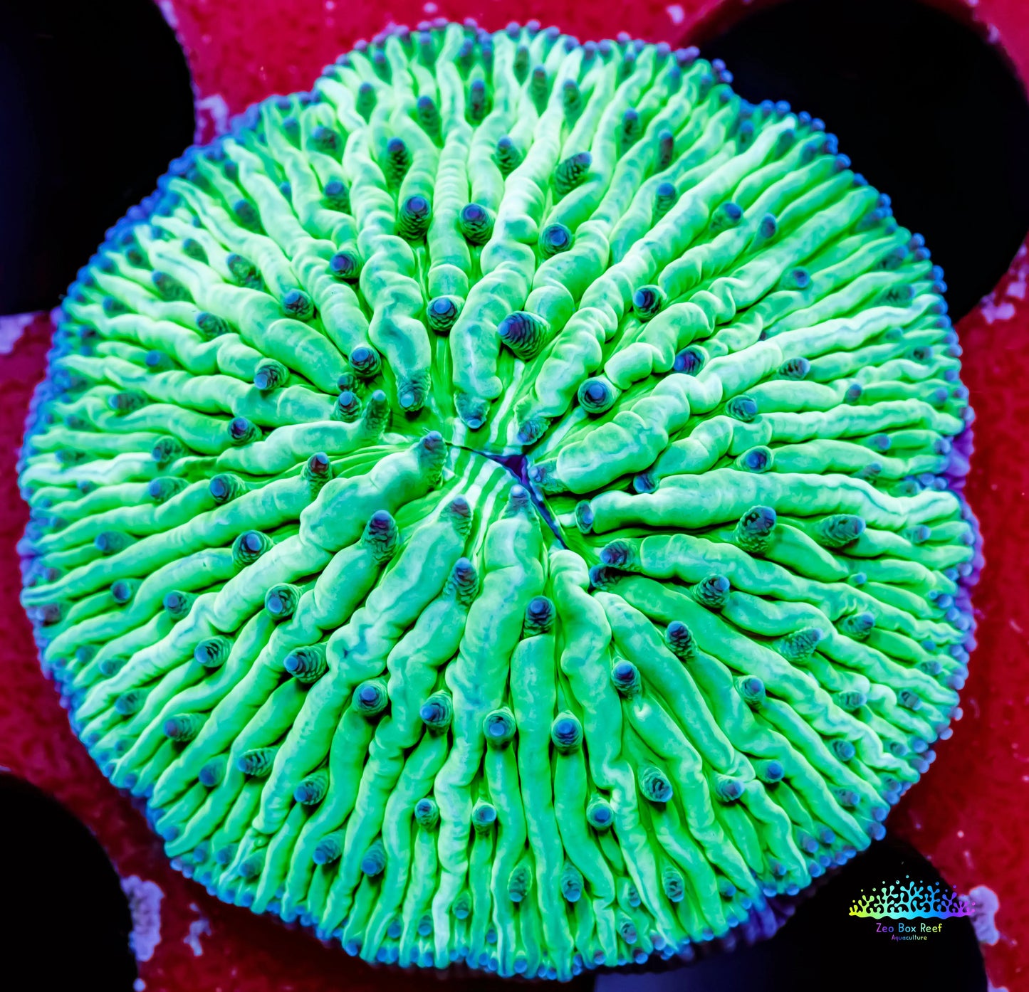 Disc Coral-  Fungia Coral  WYSIWYG 2.5cm Disc Coral-  Fungia Coral  WYSIWYG 2.5cm LPS Disc Coral-  Fungia Coral  WYSIWYG 2.5cm Zeo Box Reef