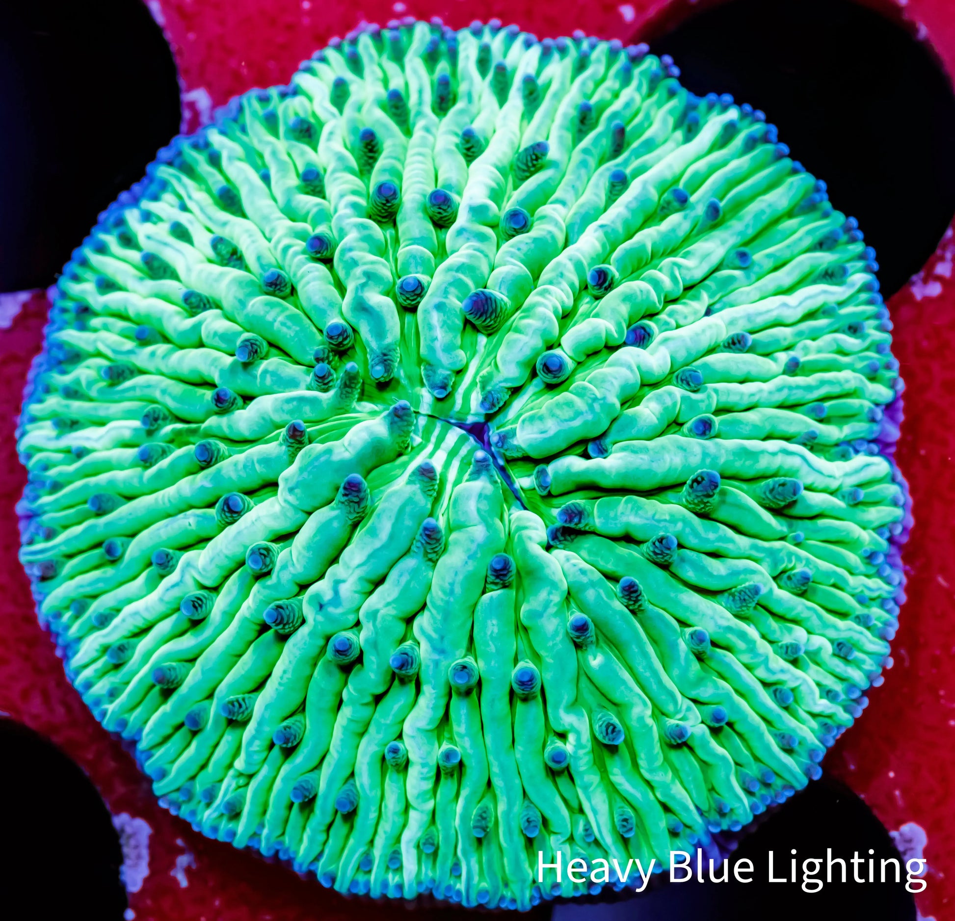 Disc Coral-  Fungia Coral  WYSIWYG 2.5cm Disc Coral-  Fungia Coral  WYSIWYG 2.5cm LPS Disc Coral-  Fungia Coral  WYSIWYG 2.5cm Zeo Box Reef