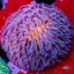 Disc Coral-  Fungia Coral  WYSIWYG 2cm Disc Coral-  Fungia Coral  WYSIWYG 2cm LPS Disc Coral-  Fungia Coral  WYSIWYG 2cm Zeo Box Reef