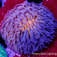 Disc Coral-  Fungia Coral  WYSIWYG 2cm Disc Coral-  Fungia Coral  WYSIWYG 2cm LPS Disc Coral-  Fungia Coral  WYSIWYG 2cm Zeo Box Reef