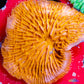 Disc Coral-  Fungia Coral  WYSIWYG 3cm Disc Coral-  Fungia Coral  WYSIWYG 3cm LPS Disc Coral-  Fungia Coral  WYSIWYG 3cm Zeo Box Reef