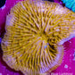 Disc Coral-  Fungia Coral  WYSIWYG 3cm Disc Coral-  Fungia Coral  WYSIWYG 3cm LPS Disc Coral-  Fungia Coral  WYSIWYG 3cm Zeo Box Reef